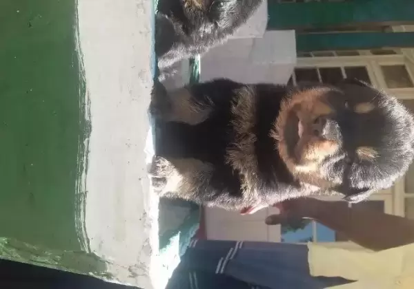 Rottweiler puppies